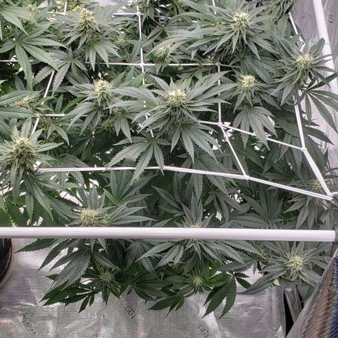 Grand Daddy Purps growlog timeline photo