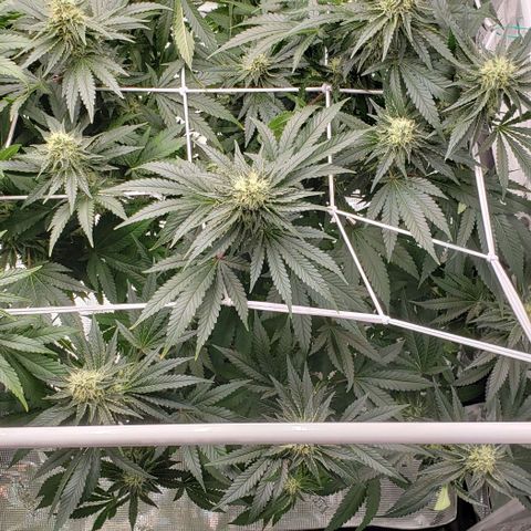 Grand Daddy Purps growlog timeline photo