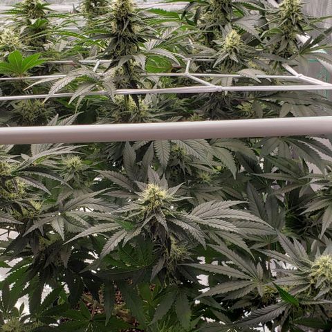 Grand Daddy Purps growlog timeline photo