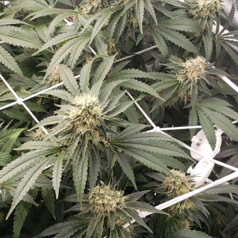 Grand Daddy Purps growlog timeline photo