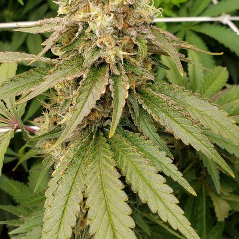 Grand Daddy Purps growlog timeline photo