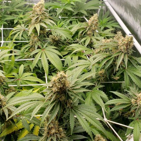 Grand Daddy Purps growlog timeline photo