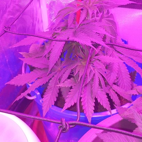 Lemon Haze #2 growlog timeline photo