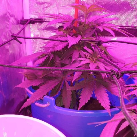 Lemon Haze #2 growlog timeline photo