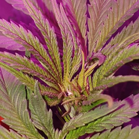 Lemon Haze #2 growlog timeline photo