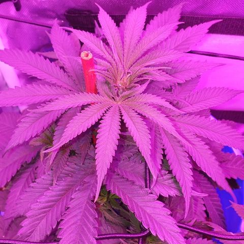 Lemon Haze #2 growlog timeline photo