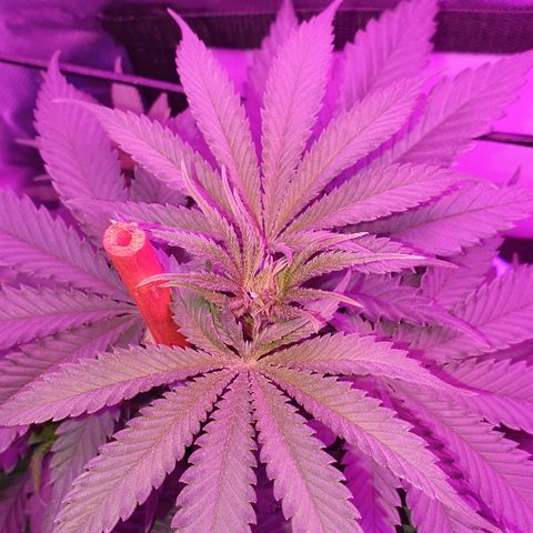 Lemon Haze #2 growlog timeline photo