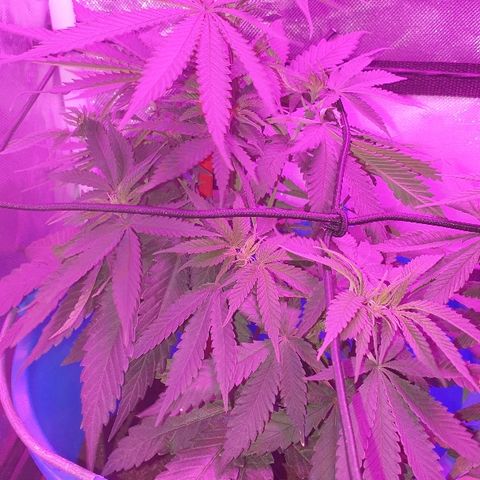 Lemon Haze #2 growlog timeline photo