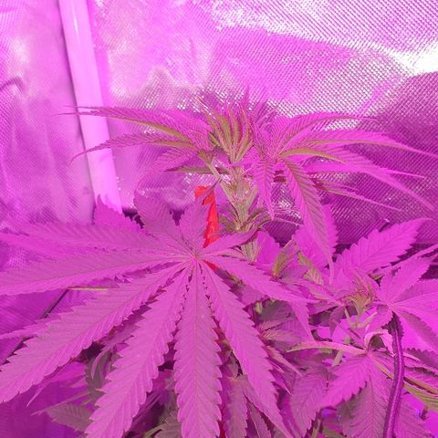 Lemon Haze #2 growlog timeline photo