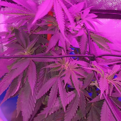 Lemon Haze #2 growlog timeline photo