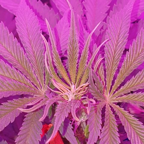 Lemon Haze #2 growlog timeline photo