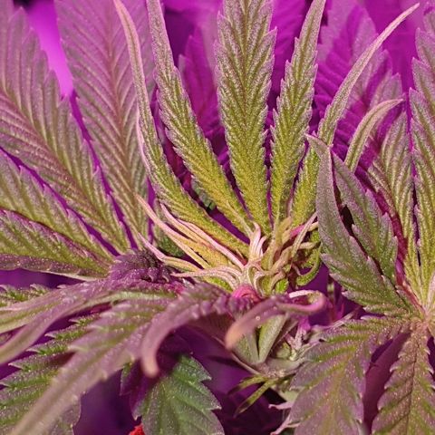 Lemon Haze #2 growlog timeline photo