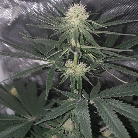 Lemon Haze #2 growlog timeline photo