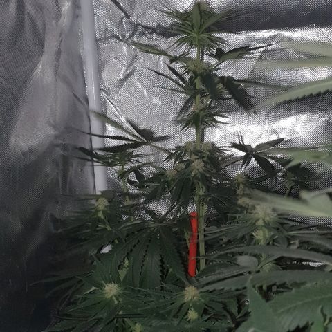 Lemon Haze #2 growlog timeline photo