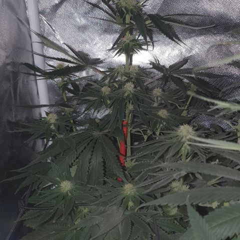 Lemon Haze #2 growlog timeline photo