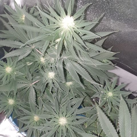 Lemon Haze #2 growlog timeline photo