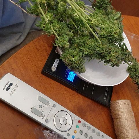 Lemon Haze #2 growlog timeline photo