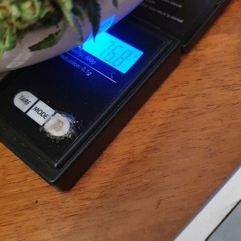Lemon Haze #2 growlog timeline photo