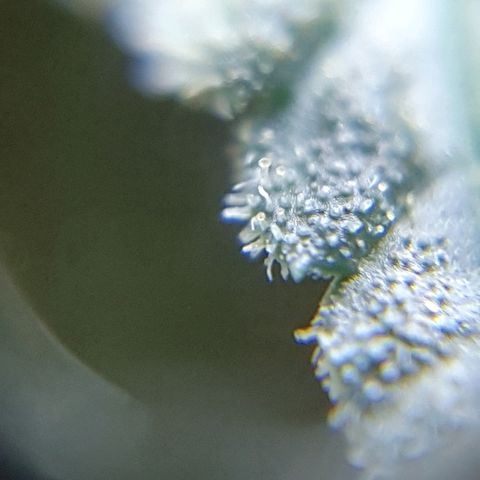 Lemon Haze #2 growlog photo: Tricomi