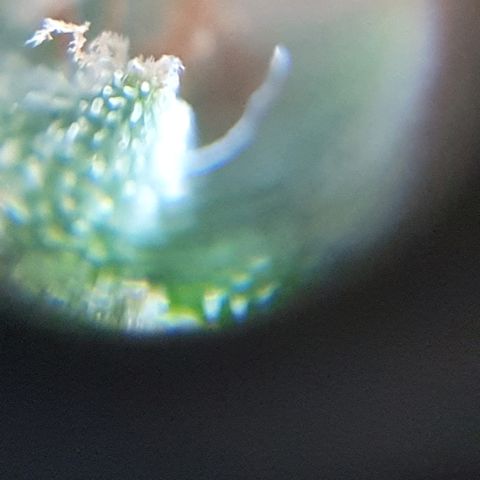 Lemon Haze #2 growlog photo: Tricomi