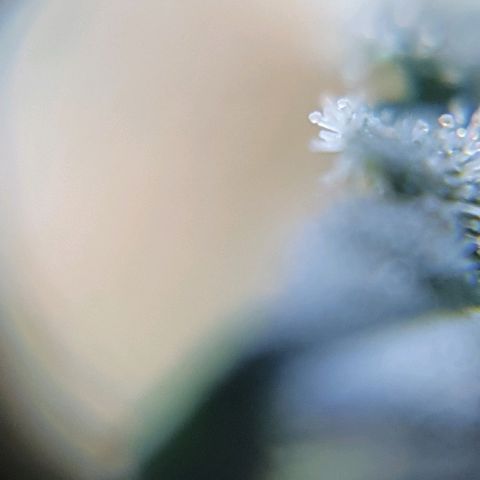Lemon Haze #2 growlog photo: Tricomi