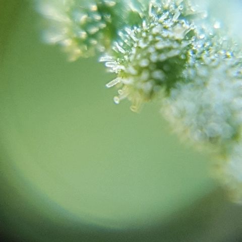 Lemon Haze #2 growlog photo: Tricomi