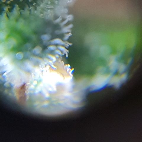 Lemon Haze #2 growlog photo: Tricomi