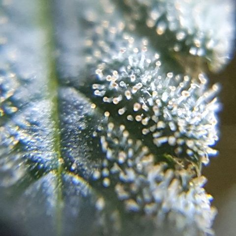 Lemon Haze #2 growlog photo: Tricomi