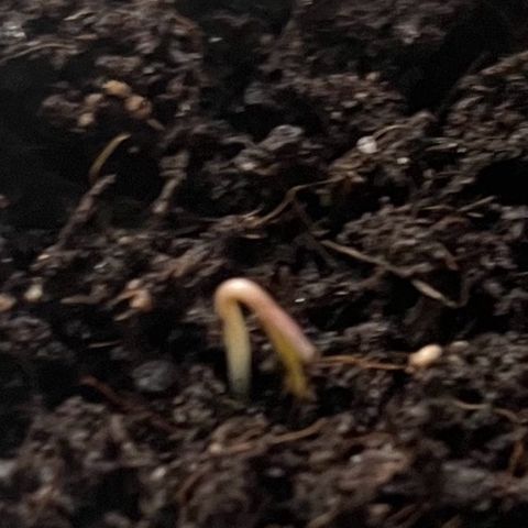 Charlie growlog timeline photo