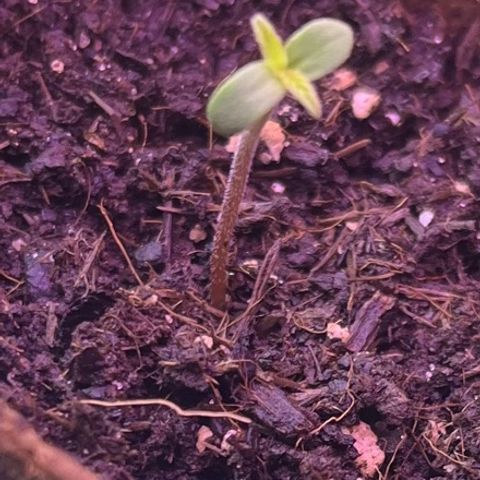 Charlie growlog timeline photo