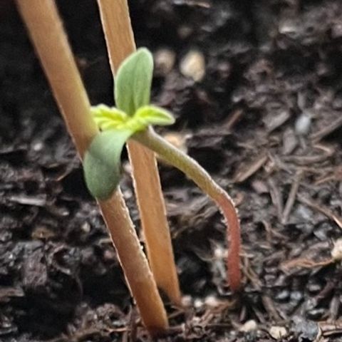Charlie growlog photo: Die Kleine spargelt und knickt um