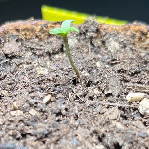 Charlie growlog timeline photo