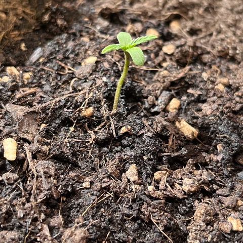 Charlie growlog timeline photo