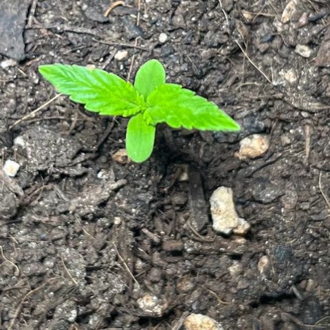 Charlie growlog timeline photo