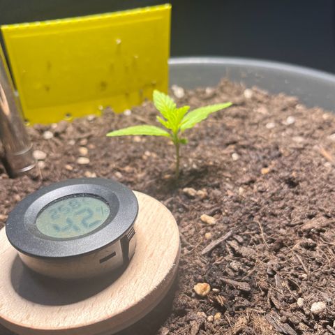 Charlie growlog timeline photo