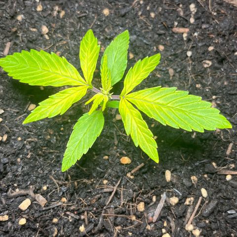 Charlie growlog timeline photo