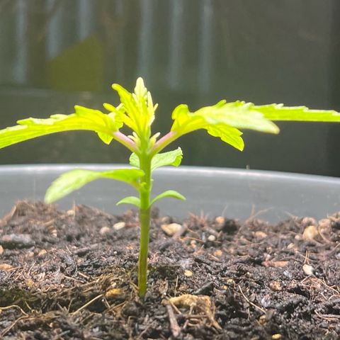 Charlie growlog timeline photo