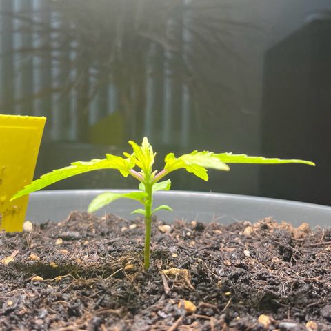Charlie growlog timeline photo
