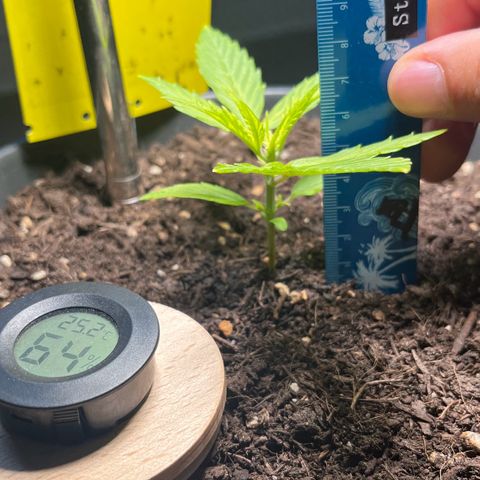 Charlie growlog timeline photo