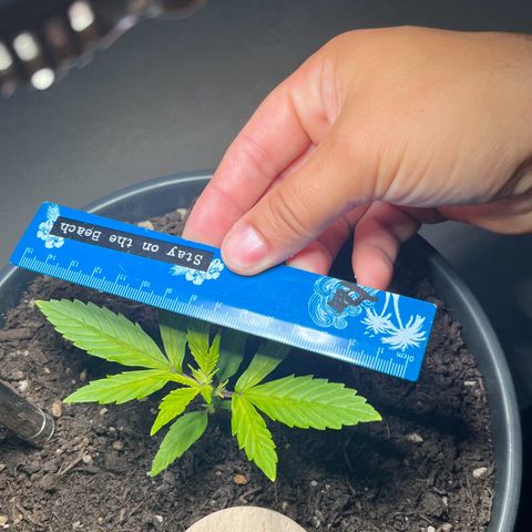 Charlie growlog timeline photo