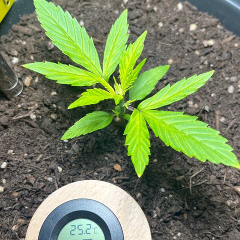 Charlie growlog timeline photo