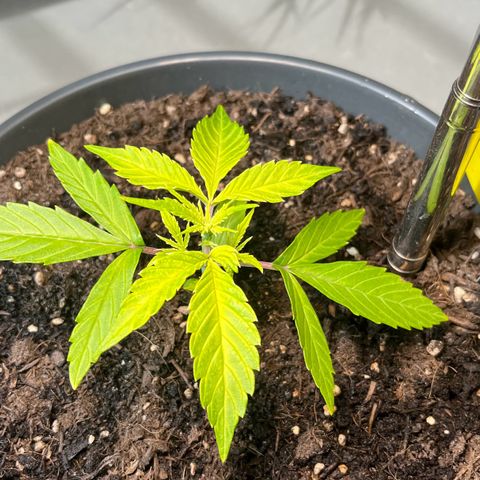 Charlie growlog timeline photo