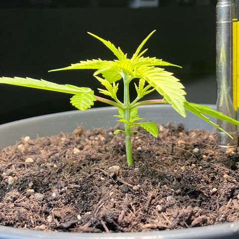 Charlie growlog timeline photo