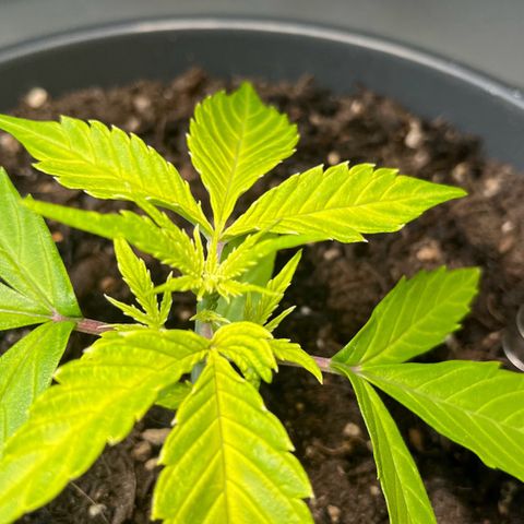 Charlie growlog timeline photo