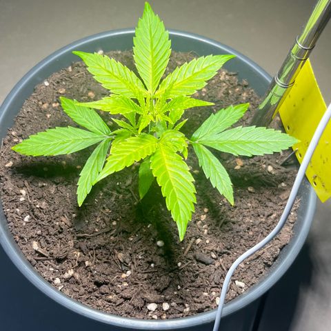Charlie growlog timeline photo