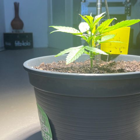 Charlie growlog timeline photo