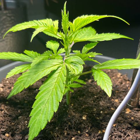 Charlie growlog timeline photo