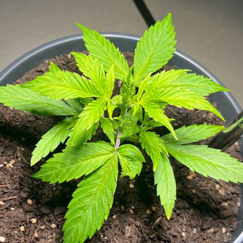 Charlie growlog timeline photo