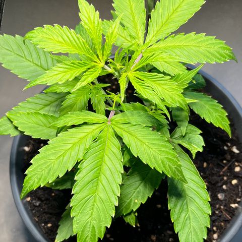Charlie growlog timeline photo