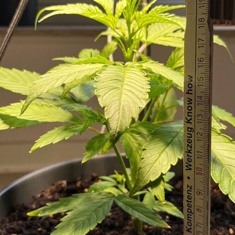 Charlie growlog timeline photo